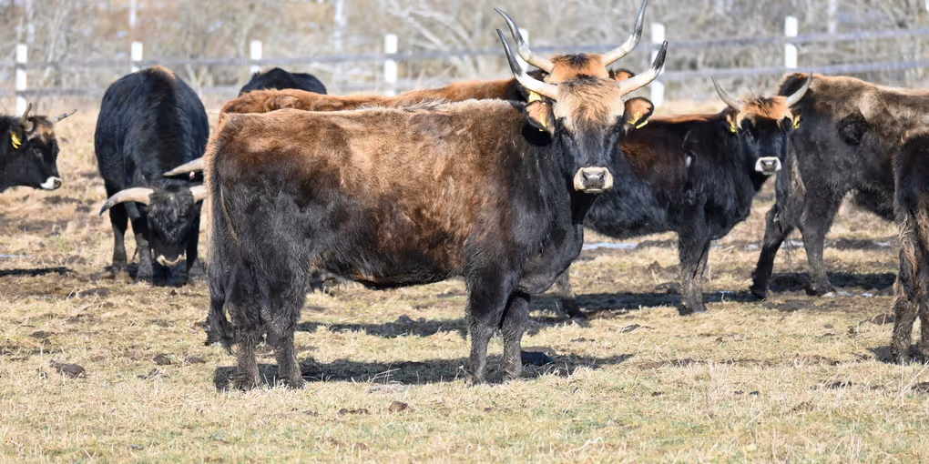 On a run through the aarhus forest I was able to get near some auroch. Not these but great small moment for me