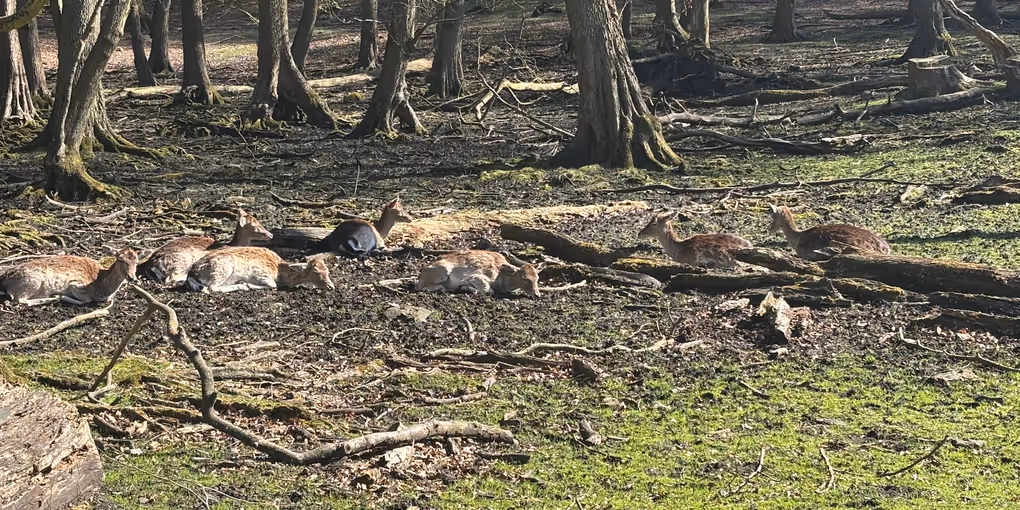 Got another photo from a great deer park in Aarhus. Great surprise to find one where we could walk with the deers